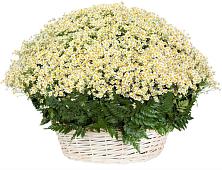 Цветочная композиция из Ромашки в корзине #REPLACE_PRED# Приморске Калининградской области
